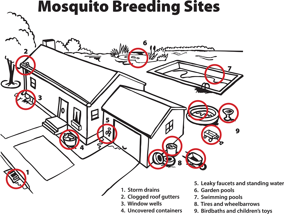MosquitoBreedingSites.jpg