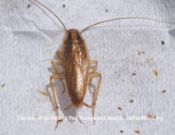 german-cockroach.jpg