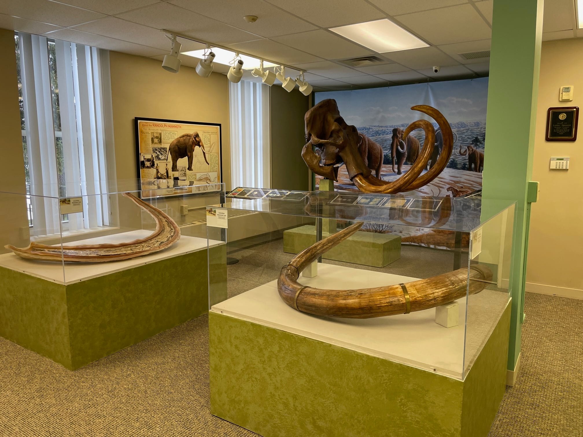 The cast skull and original tusks of the Randolph Mammoth are currently on display at the Cattaraugus County Museum