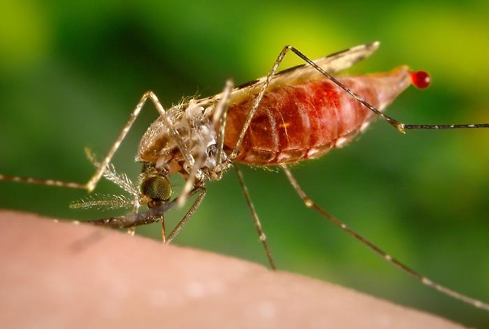 Closeup photo of a mosquito