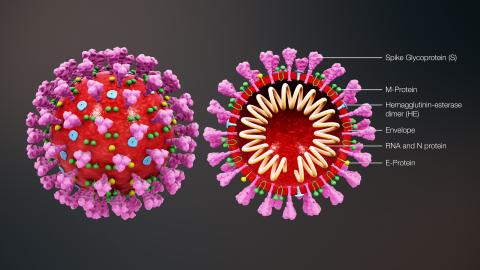 3D medical animation still shot showing the structure of a coronavirus https://www.scientificanimations.com/coronavirus-symptoms-and-prevention-explained-through-medical-animation/